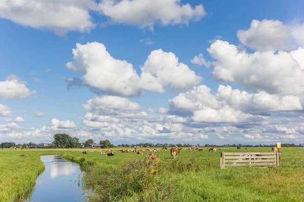 Little River Dutch Landscape Cows Netherlands — Stock Photo, Image