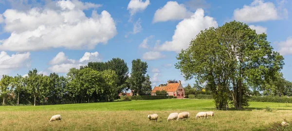 Panorama Sheep Dutch Landscape Wetsinge Netherlands — Stock Photo, Image