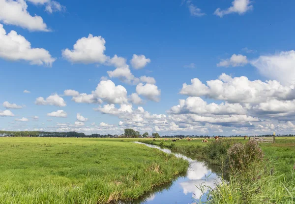 Маленькі Річки Через Голландського Пейзажу Корів Голландії — стокове фото