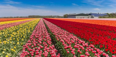 Colorful tulips and a farm in Noordoostpolder, Holland clipart