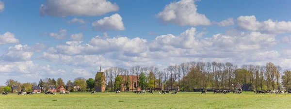 Panorama Vacas Holandesas Frente Vila Medieval Garmerwolde Holanda — Fotografia de Stock