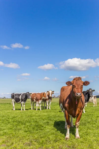 Krowa Red Holstein Holenderski Krajobraz Pobliżu Groningen Holandia — Zdjęcie stockowe