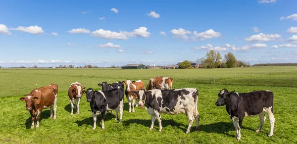 Panorama Vacas Paisagem Holandesa Perto Groningen — Fotografia de Stock