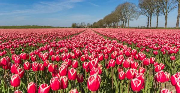 Panorama Biało Czerwone Tulipany Noordoostpolder Holandia — Zdjęcie stockowe