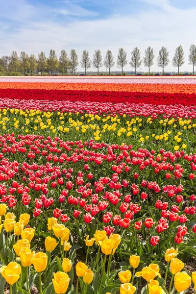 Barevné Tulipány Pole Noordoostpolder Nizozemsko — Stock fotografie