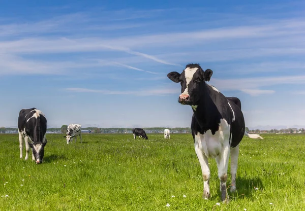 Dutch Holstein Cows Farmland Groningen Holland — Stock Photo, Image