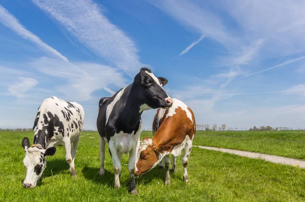 荷兰格罗宁根附近农田三荷兰奶牛 — 图库照片