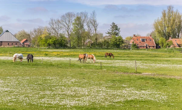 Hästar Äng Nära Feerwerd Nederländerna — Stockfoto