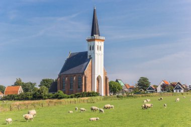 Sheep in front of the church of Den Hoorn on Texel island in the Netherlands clipart