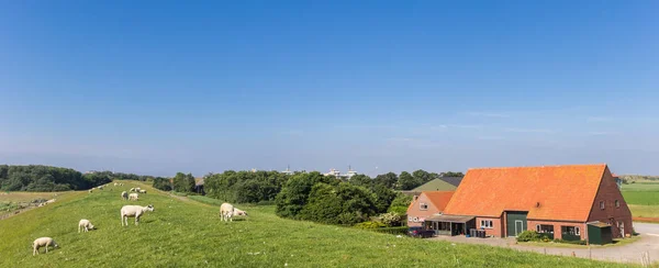 Panorama Dique Una Granja Texel Holanda — Foto de Stock