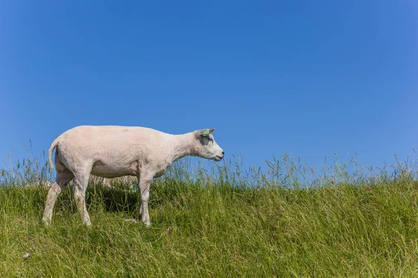羊はオランダのテッセル島の堤防の上 — ストック写真