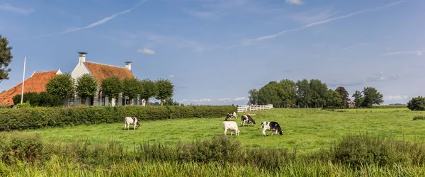 Panorama Van Koeien Een Oud Huis Groningen Nederland — Stockfoto