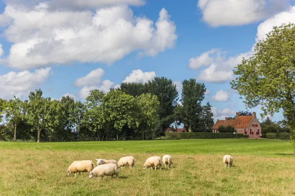 Dutch Landscape Sheep Village Wetsinge Netherlands — Stock Photo, Image