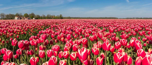 Panorama Červených Bílých Tulipánů Noordoostpolder Holandsko — Stock fotografie