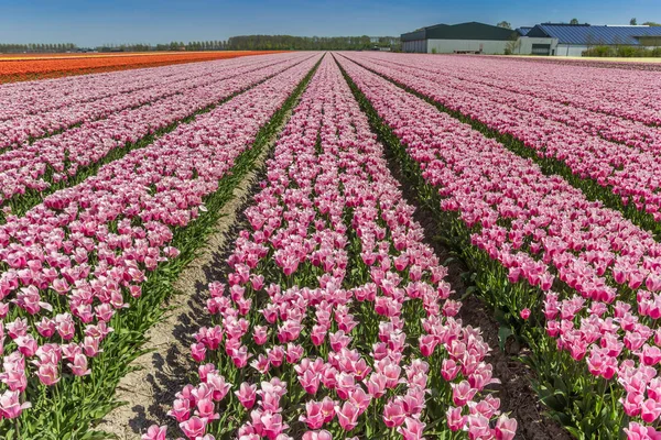 荷兰弗莱福兰农场的粉红郁金香领域 — 图库照片