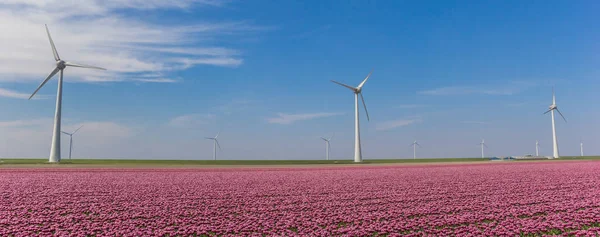 Panorama Větrné Turbíny Pole Růžové Tulipány Noordoostpolder Holandsko — Stock fotografie