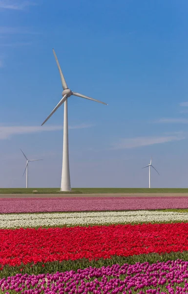 Větrná Turbína Oblasti Barevné Tulipány Noordoostpolder Holandsko — Stock fotografie
