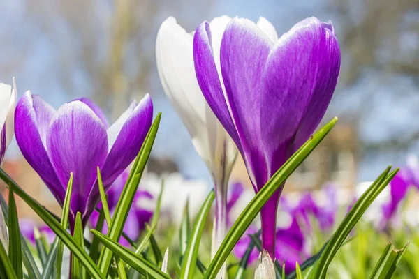 Purple Crocuses Green Grass City Park Netherlands — Stock Photo, Image