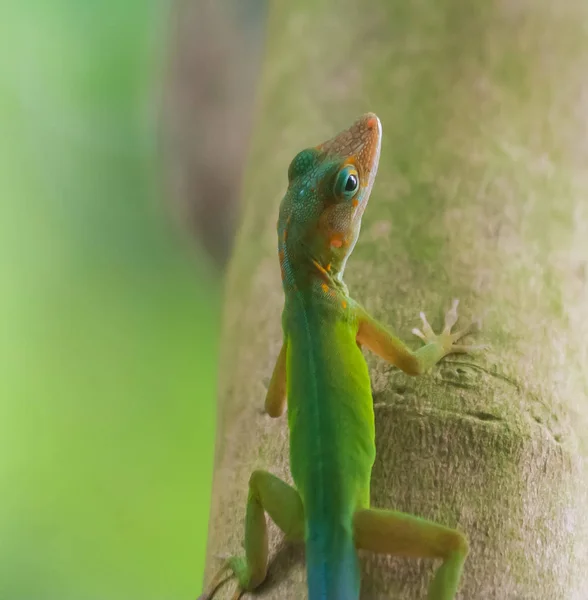 Πολύχρωμο Gecko Που Κάθεται Ένα Μίσχο Ενός Δέντρου — Φωτογραφία Αρχείου