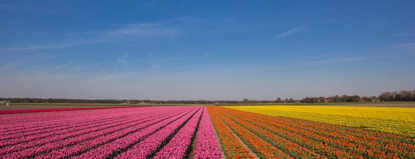 Panorama Pole Tulipánů Růžové Oranžové Žluté Nizozemsku — Stock fotografie