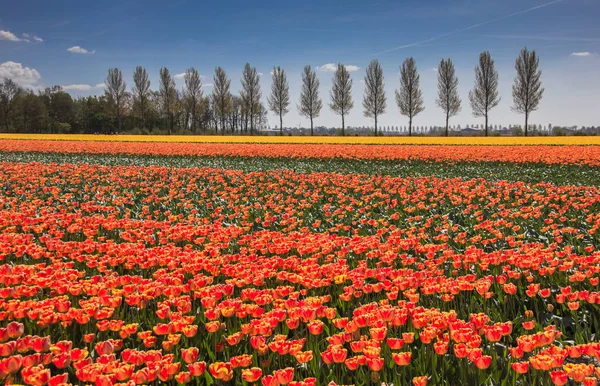 Champ Tulipes Orange Jaune Alonf Une Limite Arbres — Photo