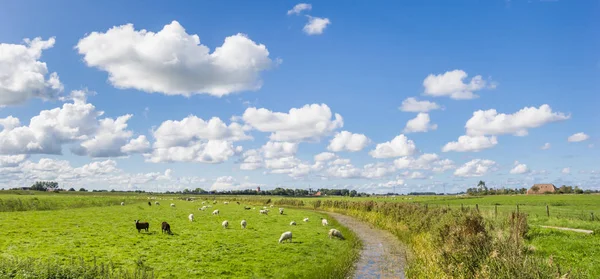 Panorama Sheep Dutch Landscape Garnwerd Netherlands — Stock Photo, Image