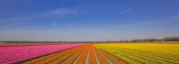 Panorama Campo Tulipas Rosa Laranja Amarelo Nos Países Baixos — Fotografia de Stock