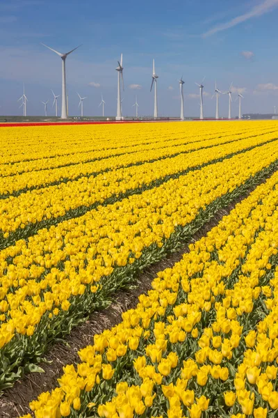 Žluté Tulipány Turbín Holandsku — Stock fotografie