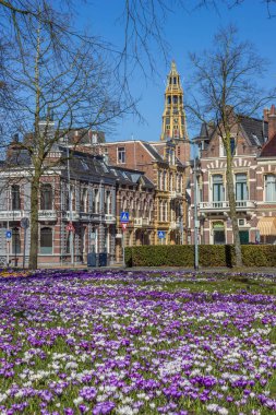 Crocusses, old houses and church tower in Groningen, Netherlands clipart