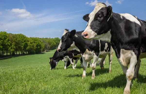 Holenderski Zwartbont Holstein Krowy Wzgórzu Zielona Trawa Łąka — Zdjęcie stockowe