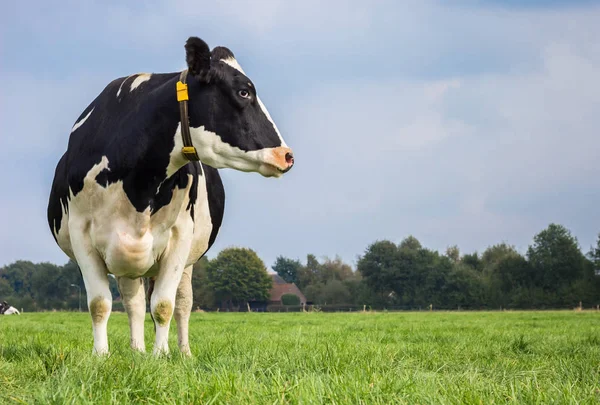 Holenderski Holstein Czarno Białych Krów Łące — Zdjęcie stockowe
