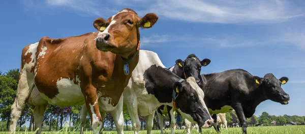 Dutch Landscape Cows Green Meadow — Stock Photo, Image