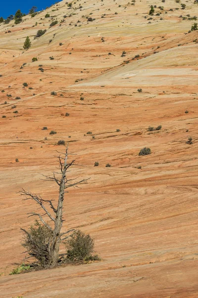 Dode Boom Zion National Park Utah Vsa — Stockfoto