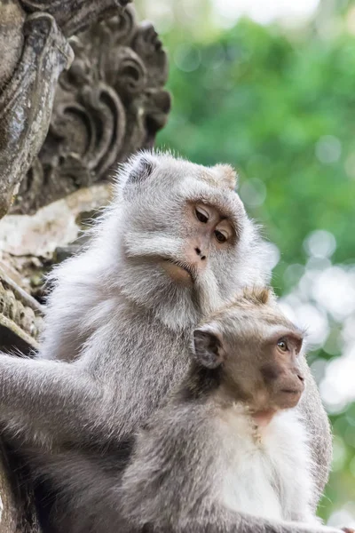 Makaak Apen Monkey Forest Van Ubud Bali Eiland Indonesië — Stockfoto