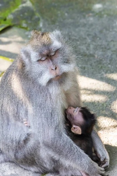 Moeder Kind Apen Monkey Forest Van Ubud Bali Eiland Indonesië — Stockfoto