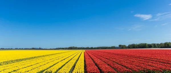 Panorama Tulipas Amarelas Vermelhas Holanda — Fotografia de Stock