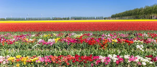 Panorama Kwiatów Żywych Kolorowe Tulipanów Flevoland Holandia — Zdjęcie stockowe