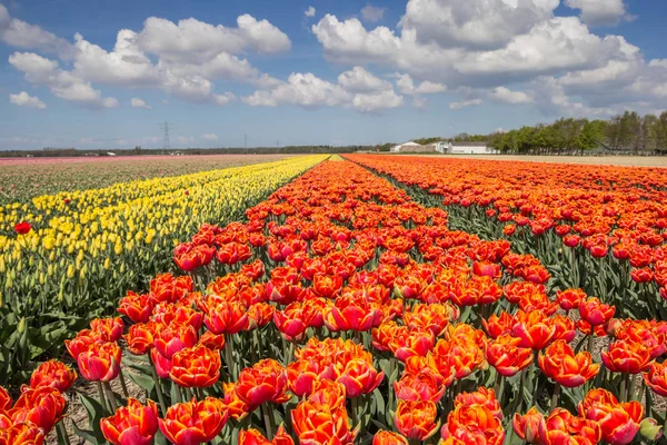Τομέα Της Πορτοκαλί Και Κίτρινο Τουλίπες Στην Ολλανδία — Φωτογραφία Αρχείου