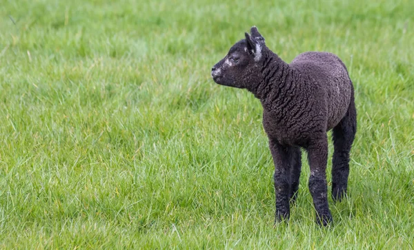 Young Black Lamb Green Meadow — Stock Photo, Image