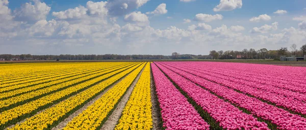 Panorama Tulipas Amarelas Roxas Holanda — Fotografia de Stock