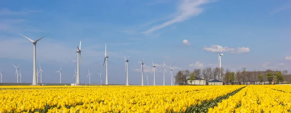 Panorama Žluté Tulipány Turbín Holandsku — Stock fotografie