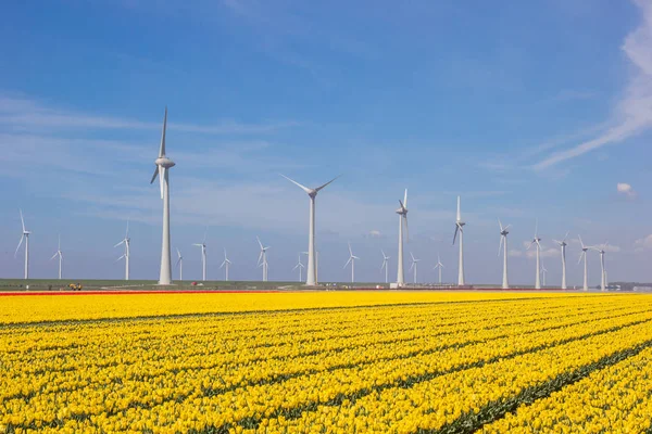 Campo Tulipani Gialli Turbine Olanda — Foto Stock