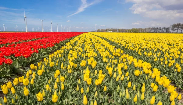 Pola Żółte Czerwone Tulipanów Holandii — Zdjęcie stockowe