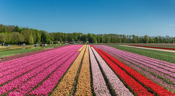 Tulipas Coloridas Longo Canal Noordoostpolder Holanda — Fotografia de Stock