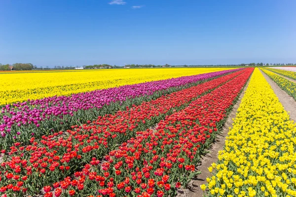 Campo Tulipas Coloridas Noordoostpolder Países Bajos — Fotografia de Stock