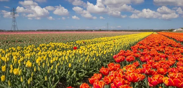 Panorama Van Oranje Gele Tulpen Holland — Stockfoto