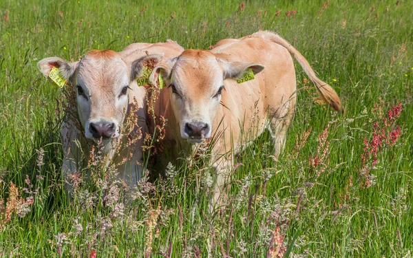 Dos Terneros Piamonteses Colorido Prado Isla Texel Holanda — Foto de Stock