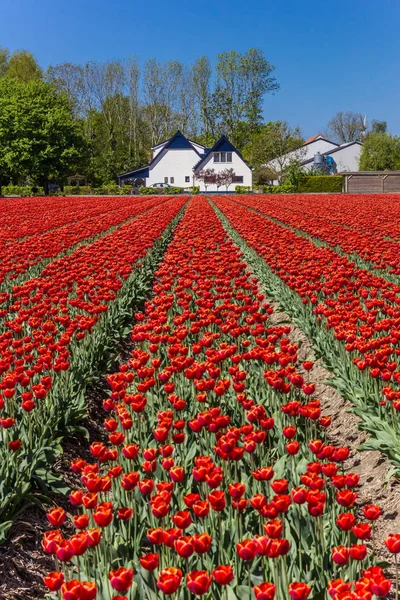 Pola Czerwone Tulipany Przed Domem Noordoostpolder Holandia — Zdjęcie stockowe