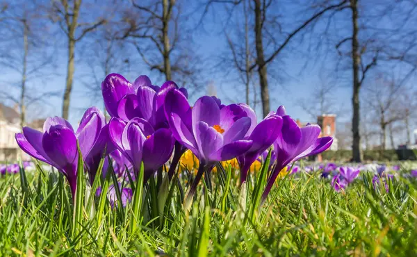 Purple crocuses in the spring in the grass — Stock Photo, Image