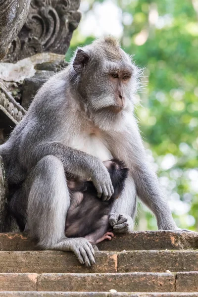 Moeder en kind apen in de Ubud Monkey Forest — Stockfoto